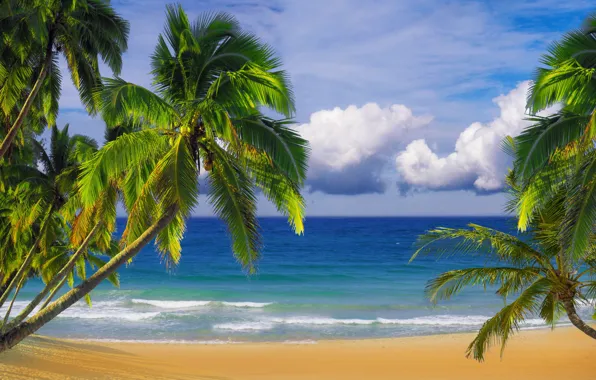 Картинка песок, пляж, небо, пальмы, океан