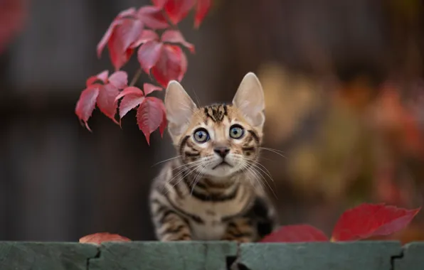 Картинка кошка, взгляд, листья, мордочка, котёнок, боке, котейка, Юрий Коротун