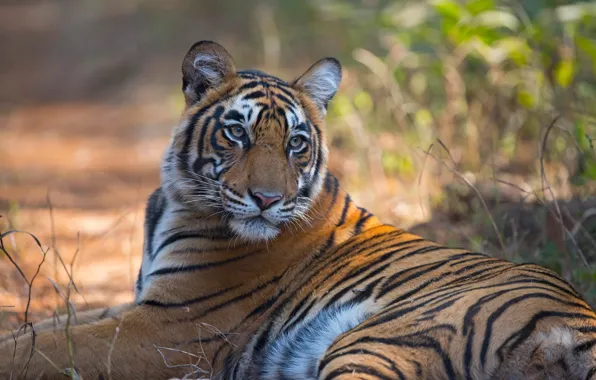 Картинка трава, солнце, природа, тигр, хищник, лежит, отдыхает, боке, Бенгальский тигр, India, Ranthambhore National Park, Bengal …