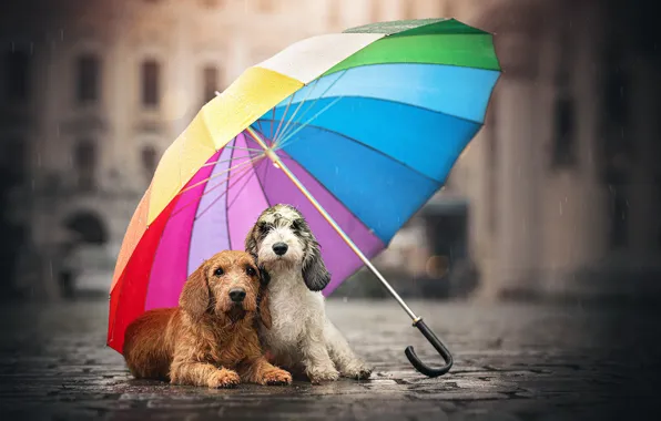 Картинка собаки, улица, зонт