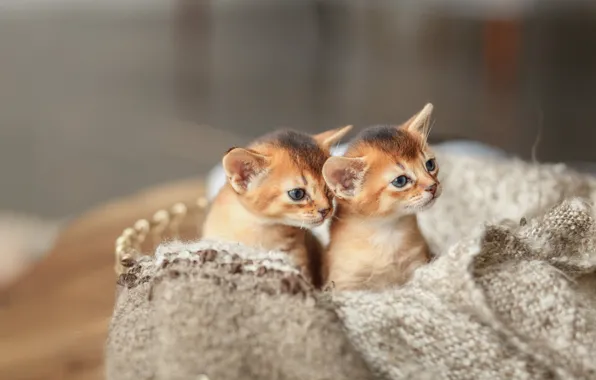 Картинка малыши, два котенка, Денис Ганенко