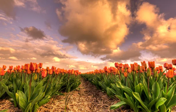 Картинка поле, небо, листья, облака, цветы, красота, весна, вечер, тюльпаны, солома, грядки, Нидерланды, оранжевые, бутоны, много, …