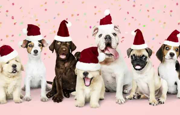 Картинка собака, Новый Год, Рождество, щенок, happy, санта, Christmas, puppy, dog, New Year, cute, Merry, santa …