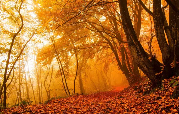 Картинка осень, лес, листья, свет, деревья, ветки, природа, туман, парк, ветви, стволы, листва, утро, желтые, рыжие, …