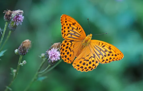 Картинка лето, бабочка, butterfly