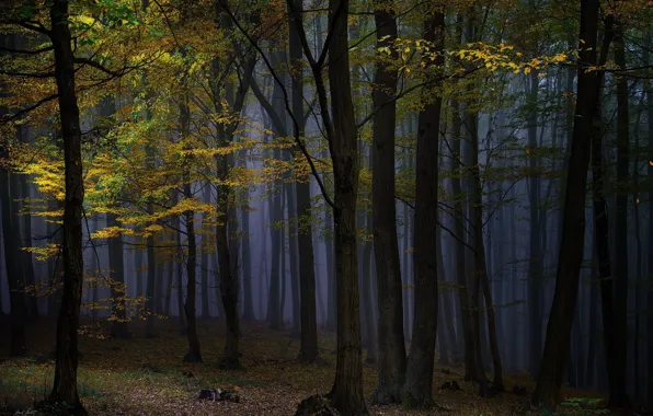 Картинка осень, лес, деревья, ночь, природа, туман