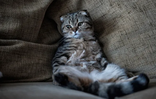 Картинка кошка, кот, отдых, релакс, расслабон, котэ, котейка, Скоттиш-фолд, Шотландская вислоухая кошка