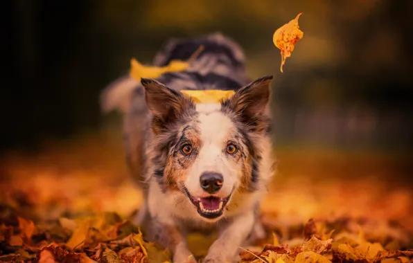 Картинка осень, взгляд, морда, листья, радость, настроение, собака, боке