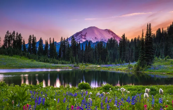 Картинка деревья, пейзаж, закат, цветы, горы, природа, озеро, США, луга, национальный парк, Mount Rainier, Маунт-Рейнир, Tipsoo …