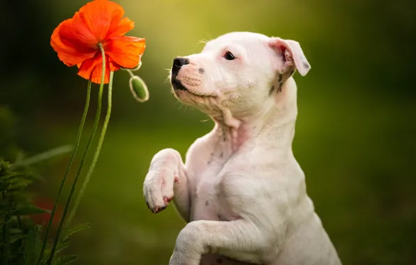 Картинка цветок, фон, мак, собака, лапы, щенок, стойка, пёсик, Стаффордширский бультерьер
