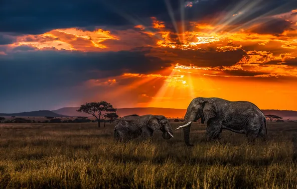 Картинка закат, саванна, слоны