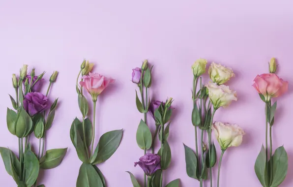 Картинка цветы, фон, pink, flowers, purple, эустома, eustoma