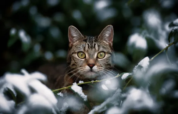 Картинка кошка, кот, взгляд, снег, ветки, мордочка, котейка