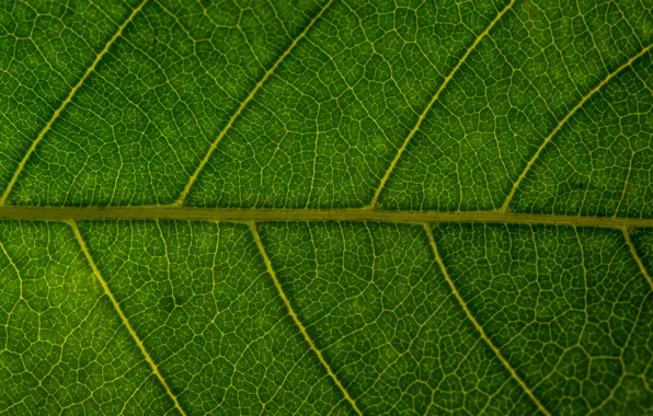 Картинка макро, лист, зеленый, фон, green, texture, macro, leaf