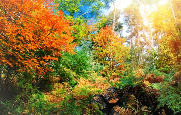 Картинка осень, лес, листья, деревья, парк, colorful, forest, landscape, park, autumn, leaves, tree, fall