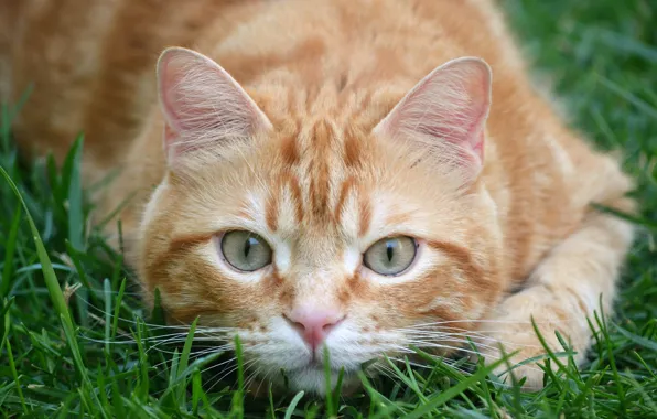 Картинка трава, кот, взгляд, рыжий, мордочка, котейка