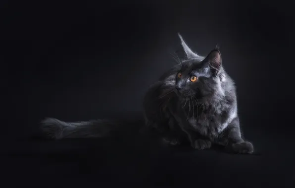 Картинка кошка, взгляд, черный, мордочка, уши, Мейн-кун