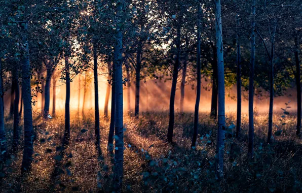 Картинка лес, деревья, солнечный свет