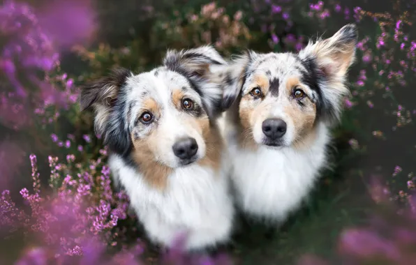 Картинка собаки, лето, взгляд, цветы, природа, поза, фон, поляна, две, портрет, собака, пара, парочка, дуэт, красотки, …
