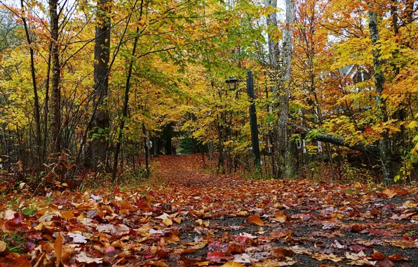 Картинка осень, лес, листва, дачи