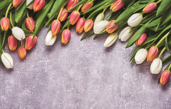 Картинка цветы, тюльпаны, red, white, flowers, tulips