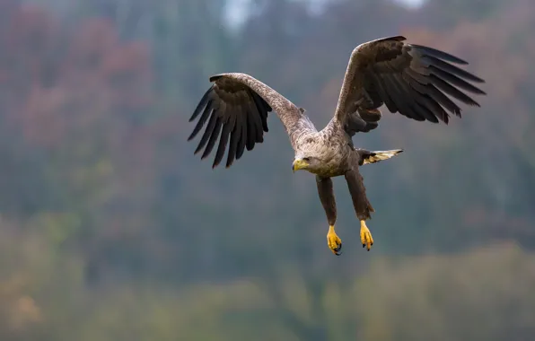 Картинка flight, feathers, eagle