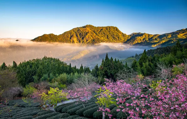 Картинка лес, деревья, горы, сакура, Тайвань, Taiwan, чайная плантация, Уезд Цзяи, Chiayi County