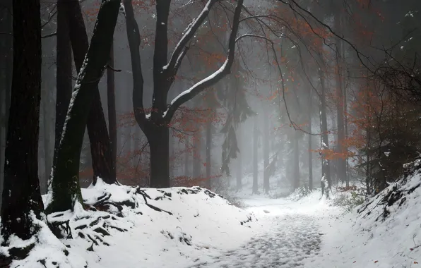 Картинка зима, лес, природа, туман