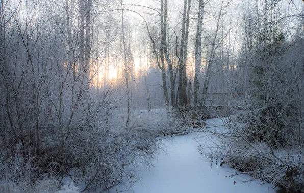 Картинка зима, иней, лес, свет, снег, деревья, ветки, природа, утро, дорожка, сугробы
