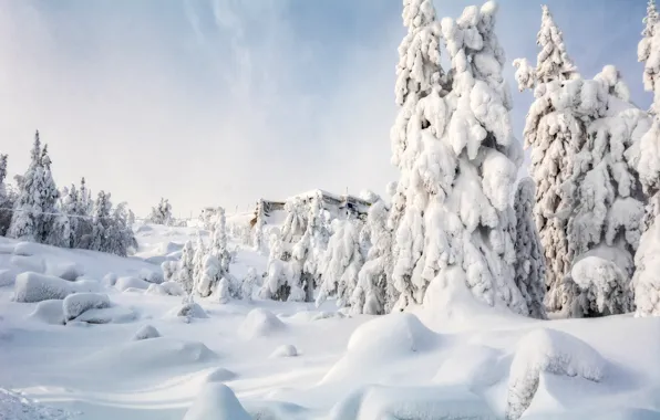 Картинка зима, лес, снег, в снегу, ели