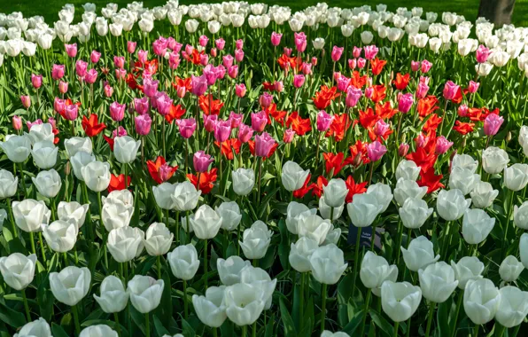 Картинка цветы, парк, весна, тюльпаны, красные, розовые, белые, клумба