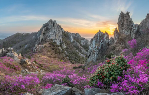 Картинка небо, цветы, горы, камни, скалы, рассвет, склоны, розовые, кусты, Южная Корея, азалия, рододендроны