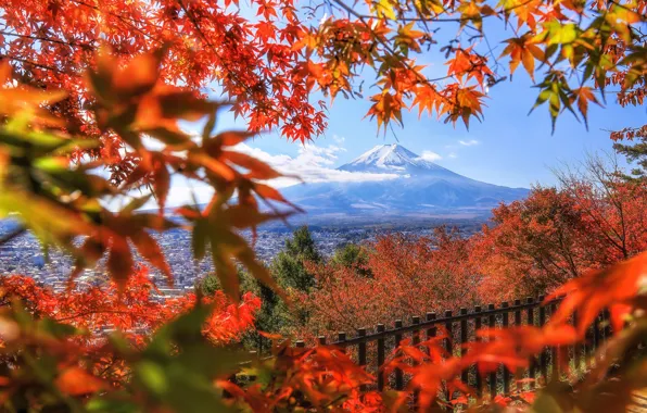 Картинка осень, листья, деревья, ветки, забор, гора, вулкан, Япония, Japan, клён, Mount Fuji, Фудзияма