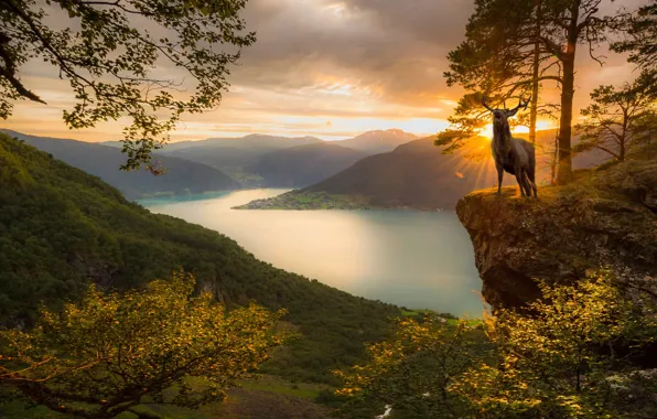 Картинка солнце, лучи, пейзаж, закат, горы, природа, животное, олень, Норвегия, фьорд, Jørn Allan Pedersen