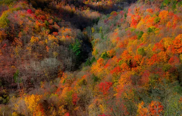 Картинка осень, лес, деревья, горы, ветки, природа, скалы, заросли, листва, склон, кроны, осенние, золотая осень, яркая …