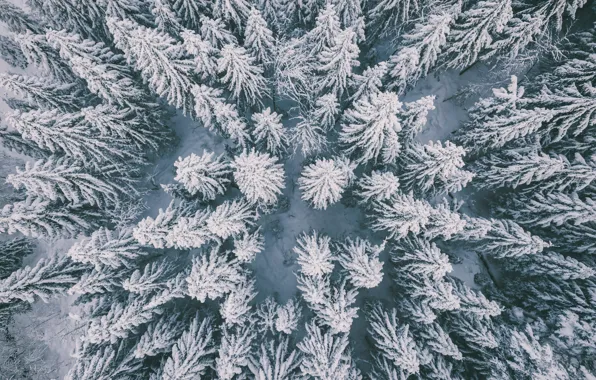 Картинка зима, лес, снег, деревья, природа, вид сверху
