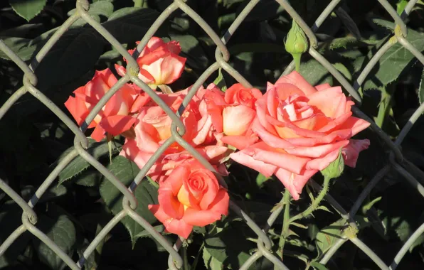 Картинка Цветы, Сетка, Розовые, Розы, Розовые розы, Meduzanol ©