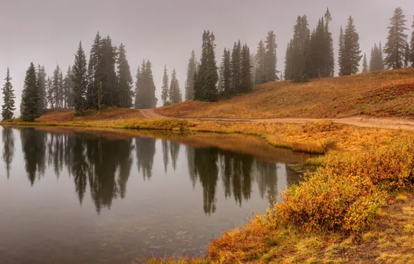 Картинка осень, лес, туман, озеро, отражение, берег, утро, ели, дымка, кусты