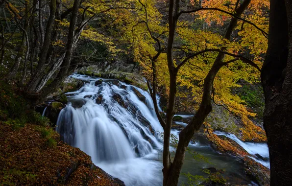 Картинка осень, лес, деревья, река, водопад, Япония, каскад