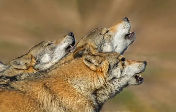 Картинка природа, звери, волки