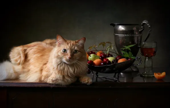 Картинка кошка, кот, взгляд, ягоды, бокал, рыжий, кувшин, фрукты, котейка