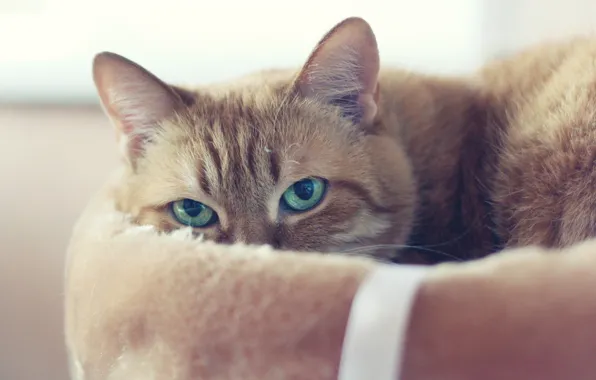 Картинка кошка, кот, взгляд, морда, фон, отдых, портрет, светлый, рыжий, недовольный, зеленые глаза, котэ, лежанка, кошачья, …