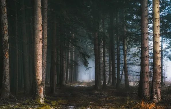 Картинка лес, деревья, туман, утро, сосны, полумрак, тропинка