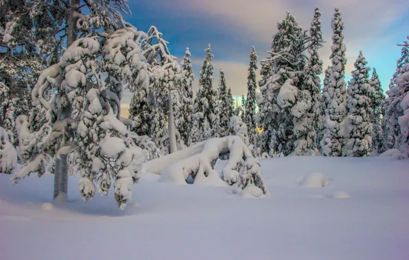 Картинка зима, снег, деревья, пейзаж, природа, ели, Заполярье, Кандалакша, сопка Волосяная