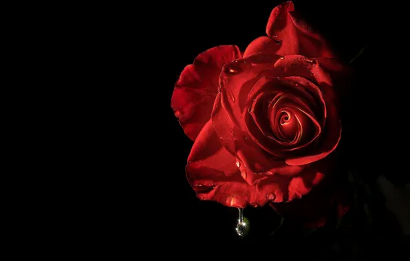 Картинка цветок, капли, свет, роза, черный фон, красная
