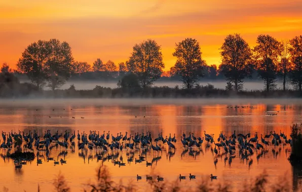 Картинка осень, птицы, туман, река