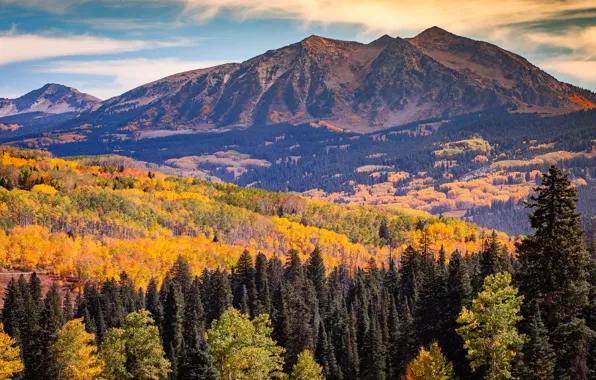 Картинка осень, лес, облака, пейзаж, горы, склоны, вершины, вид, ели, золотая осень