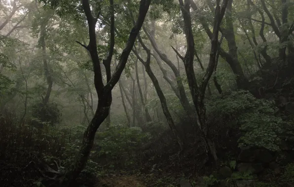Картинка лес, деревья, природа, Корея