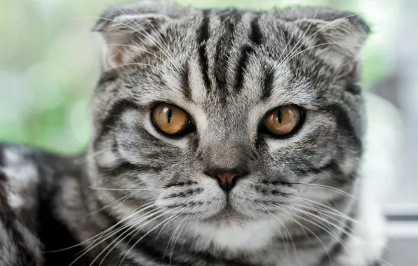 Картинка кошка, кот, взгляд, морда, серый, портрет, полосатый, табби, шотландская вислоухая