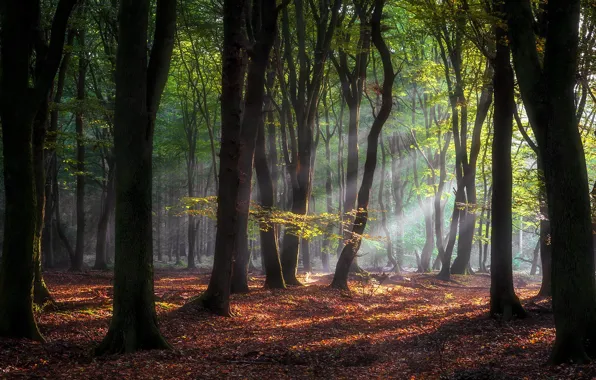 Картинка осень, лес, солнце, лучи, свет, деревья, ветки, туман, парк, ветви, стволы, листва, утро, тени, листопад, …